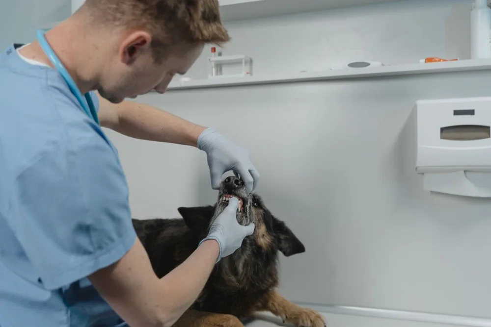 Veterinarian checking a dog’s teeth