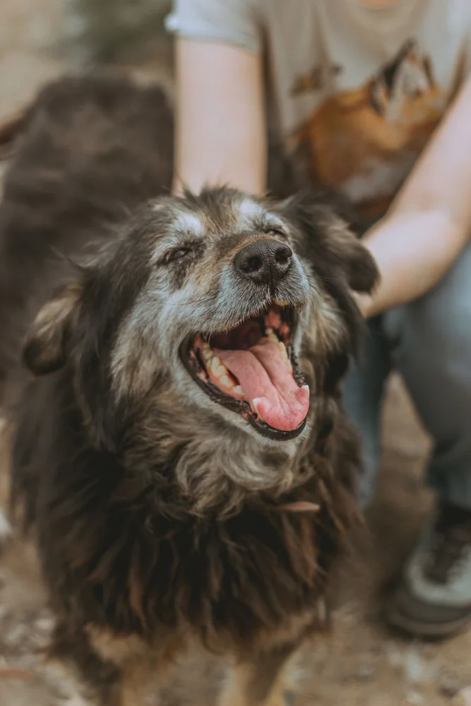A senior dog being gently petted